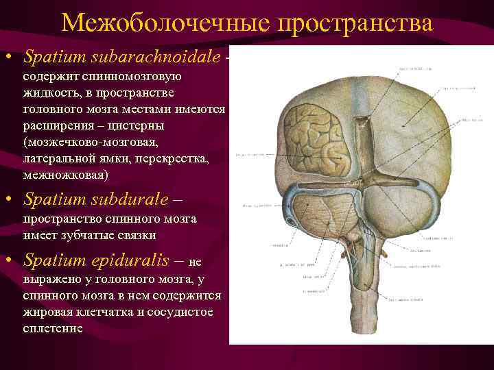 Межоболочечные пространства • Spatium subarachnoidale содержит спинномозговую жидкость, в пространстве головного мозга местами имеются