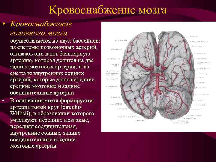 Кровоснабжение мозга • Кровоснабжение головного мозга осуществляется из двух бассейнов: из системы позвоночных артерий,