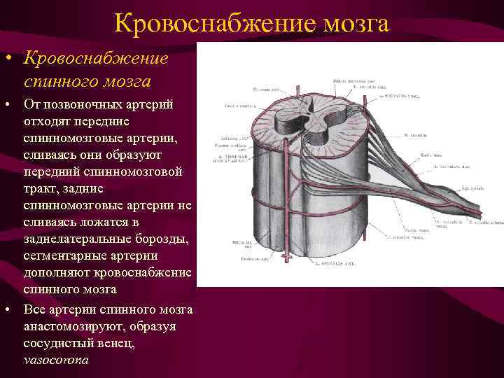 Кровоснабжение мозга • Кровоснабжение спинного мозга • От позвоночных артерий отходят передние спинномозговые артерии,