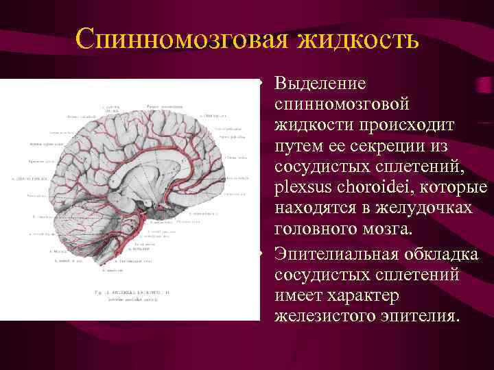 Спинномозговая жидкость • Выделение спинномозговой жидкости происходит путем ее секреции из сосудистых сплетений, plexsus