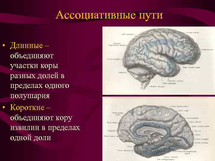 Ассоциативные пути • Длинные – объединяют участки коры разных долей в пределах одного полушария
