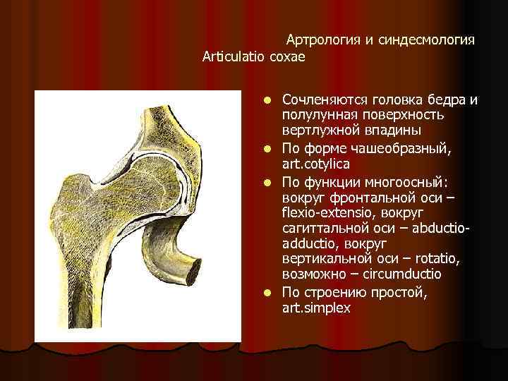 Артрология и синдесмология Articulatio coxae Сочленяются головка бедра и полулунная поверхность вертлужной впадины l