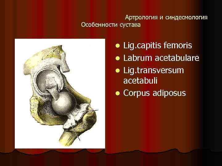 Артрология и синдесмология Особенности сустава Lig. capitis femoris l Labrum acetabulare l Lig. transversum