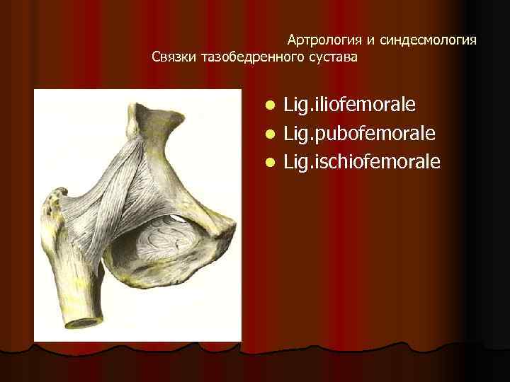 Артрология и синдесмология Связки тазобедренного сустава Lig. iliofemorale l Lig. pubofemorale l Lig. ischiofemorale