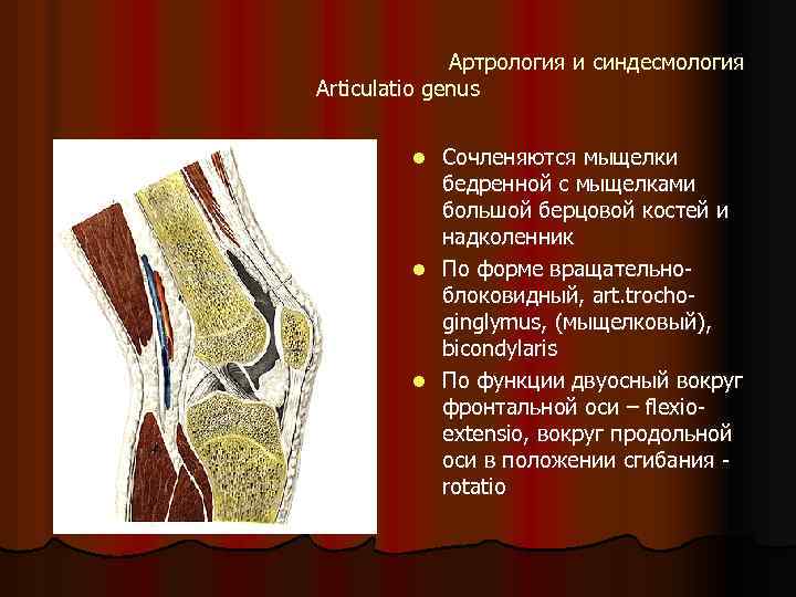 Артрология и синдесмология Articulatio genus Сочленяются мыщелки бедренной с мыщелками большой берцовой костей и