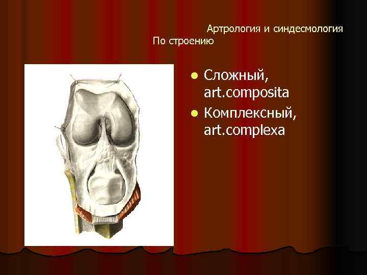 Артрология и синдесмология По строению Сложный, art. composita l Комплексный, art. complexa l 