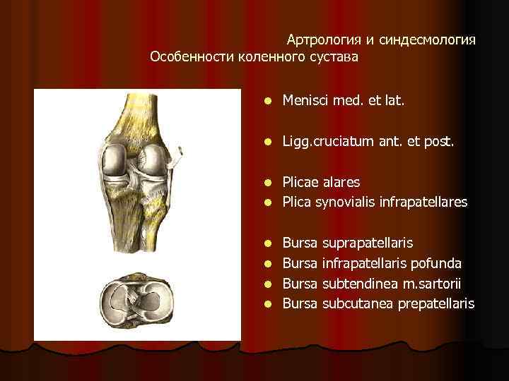 Артрология и синдесмология Особенности коленного сустава l Menisci med. et lat. l Ligg. cruciatum