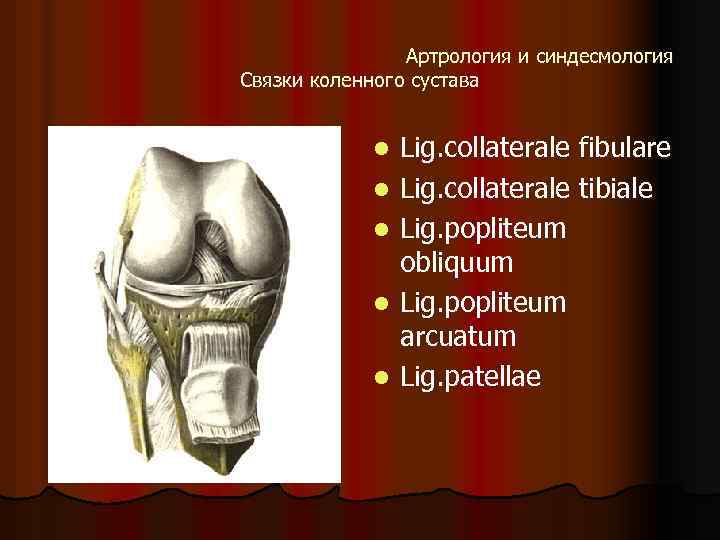 Артрология и синдесмология Связки коленного сустава l l l Lig. collaterale fibulare Lig. collaterale