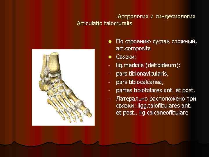 Артрология и синдесмология Articulatio talocruralis По строению сустав сложный, art. composita l Связки: -