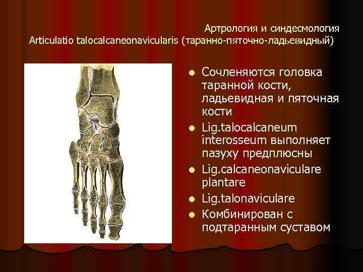 Артрология и синдесмология Articulatio talocalcaneonavicularis (таранно-пяточно-ладьевидный) l l l Сочленяются головка таранной кости, ладьевидная