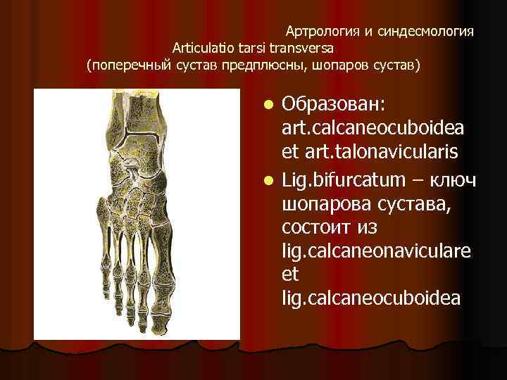 Артрология и синдесмология Articulatio tarsi transversa (поперечный сустав предплюсны, шопаров сустав) Образован: art. calcaneocuboidea