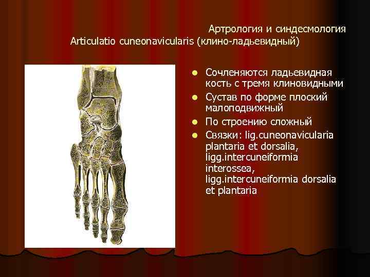 Артрология и синдесмология Articulatio cuneonavicularis (клино-ладьевидный) l l Сочленяются ладьевидная кость с тремя клиновидными