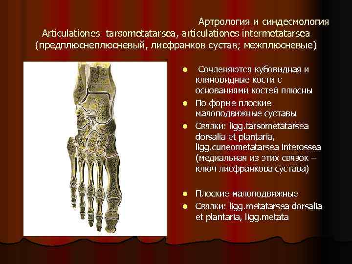 Артрология и синдесмология Articulationes tarsometatarsea, articulationes intermetatarsea (предплюсневый, лисфранков сустав; межплюсневые) Сочленяются кубовидная и