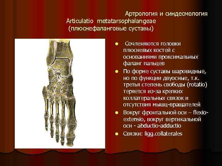 Артрология и синдесмология Articulatio metatarsophalangeae (плюснефаланговые суставы) Сочленяются головки плюсневых костей с основаниями проксимальных