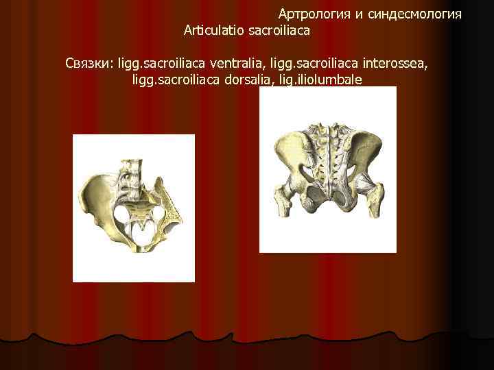 Артрология и синдесмология Articulatio sacroiliaсa Связки: ligg. sacroiliaca ventralia, ligg. sacroiliaca interossea, ligg. sacroiliaca