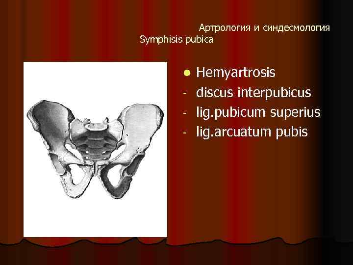 Артрология и синдесмология Symphisis pubica Hemyartrosis - discus interpubicus - lig. pubicum superius -