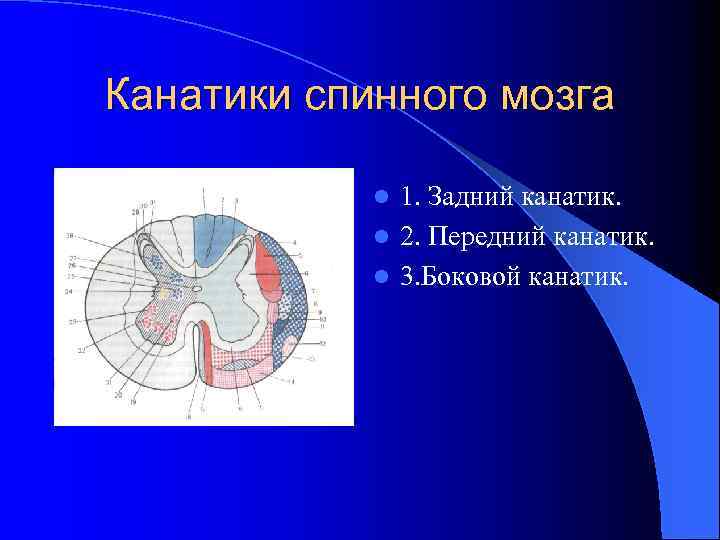 Канатики спинного мозга 1. Задний канатик. l 2. Передний канатик. l 3. Боковой канатик.