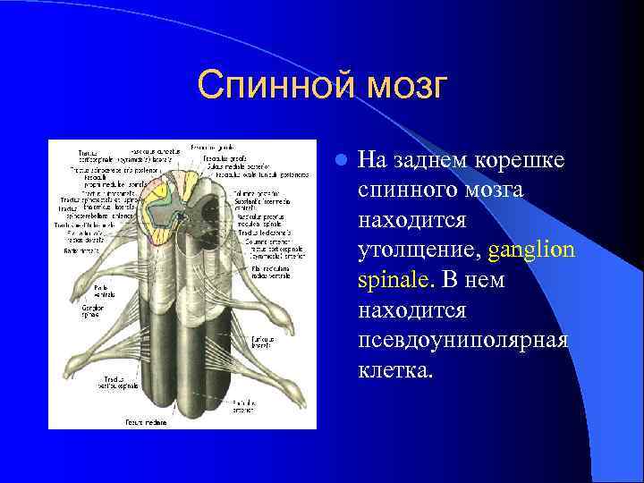 Спинной мозг l На заднем корешке спинного мозга находится утолщение, ganglion spinale. В нем