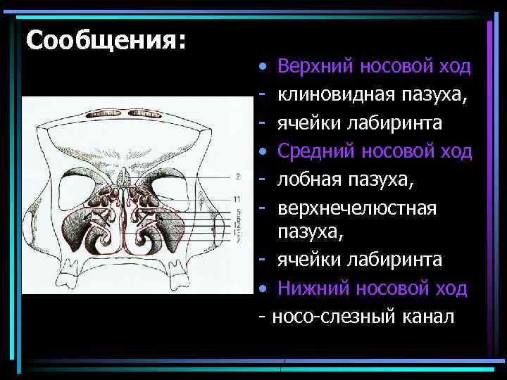 Строение носовых пазух человека схема с описанием