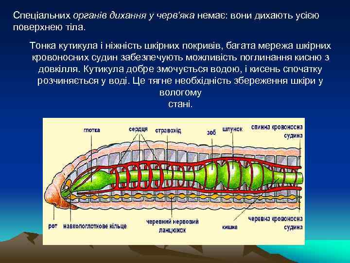 Спеціальних органів дихання у черв'яка немає: вони дихають усією поверхнею тіла. Тонка кутикула і