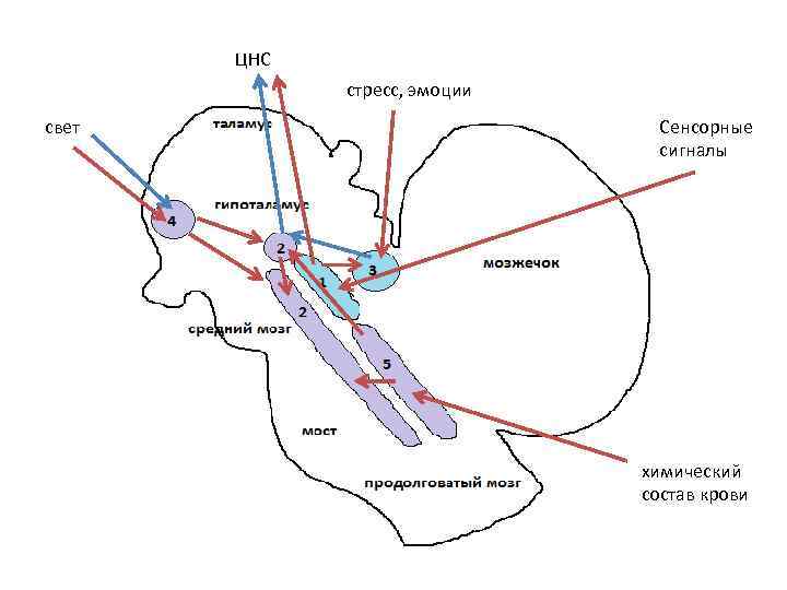 ЦНС стресс, эмоции свет Сенсорные сигналы химический состав крови 