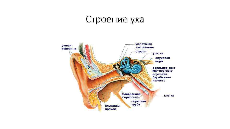 Строение уха рисунок 139