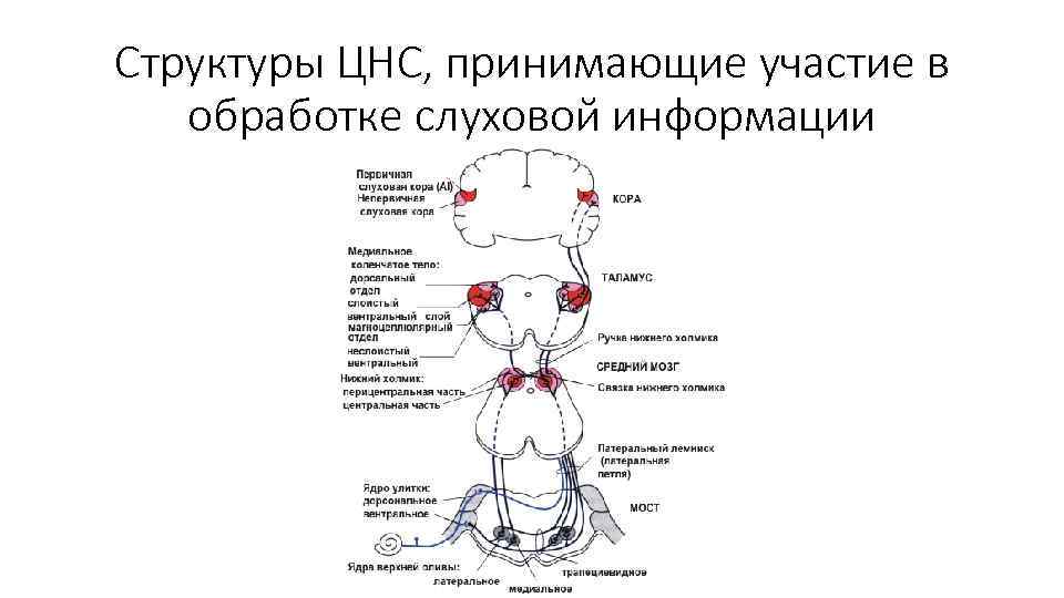 Структуры ЦНС, принимающие участие в обработке слуховой информации 