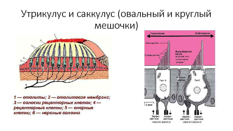 Утрикулус и саккулус (овальный и круглый мешочки) 1 — отолиты; 2 — отолитовая мембрана;