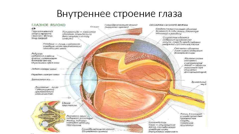 Внутреннее строение глаза 