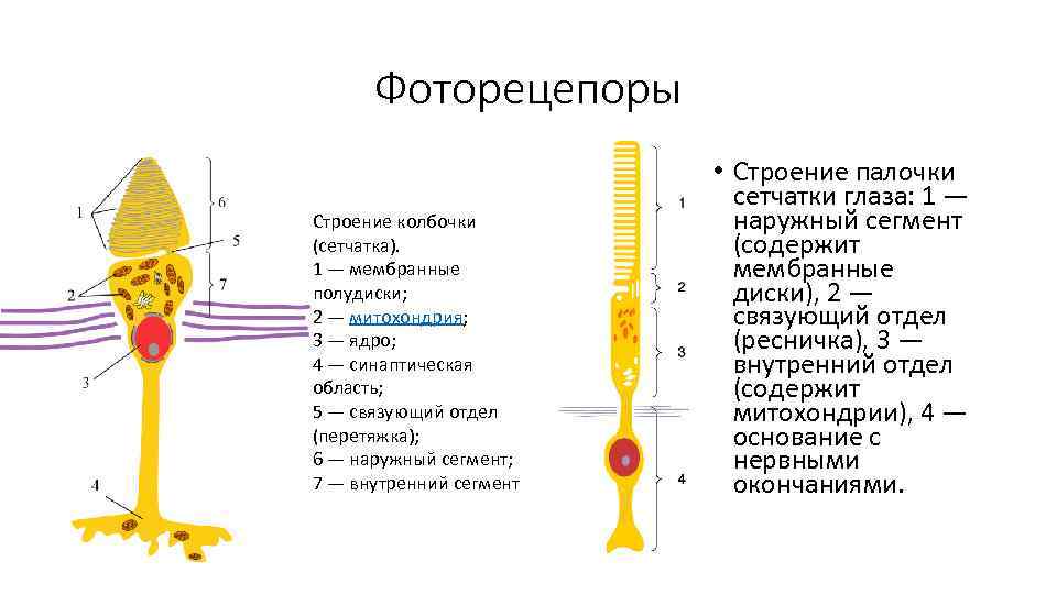 Фоторецепоры Строение колбочки (сетчатка). 1 — мембранные полудиски; 2 — митохондрия; 3 — ядро;