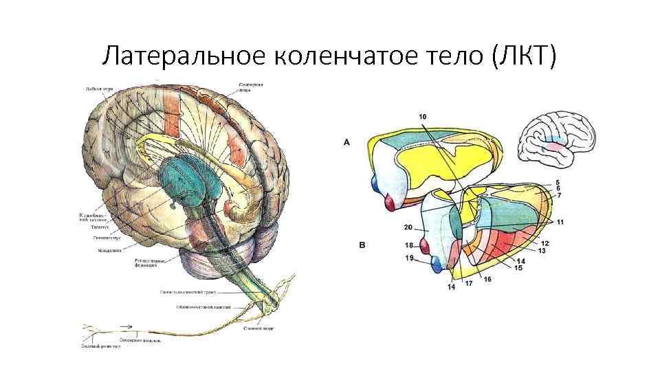 Латеральное коленчатое тело (ЛКТ) 