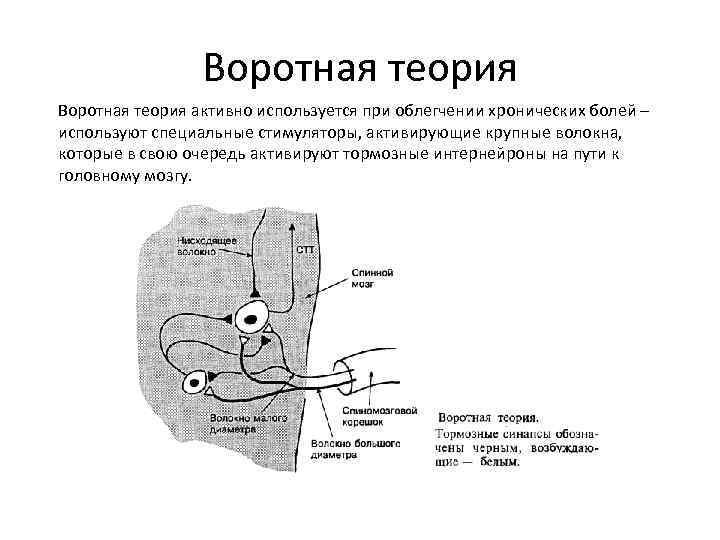 20 болей. Механизм воротного контроля боли. Теория воротного контроля боли. Воротная теория боли физиология. Схема воротного механизма контроля боли.