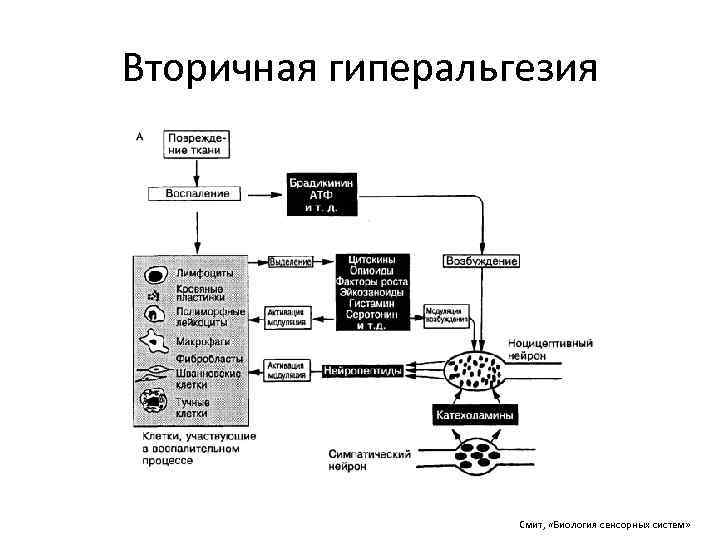 Схема механизмов развития первичной и вторичной гиперальгезии