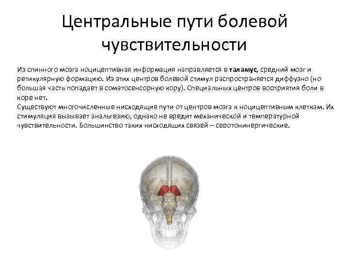Центры чувствительности головного мозга