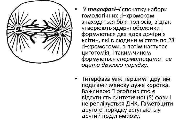  • У телофазі–І спочатку набори гомологічних d–хромосом знаходяться біля полюсів, відтак утворюють ядерні