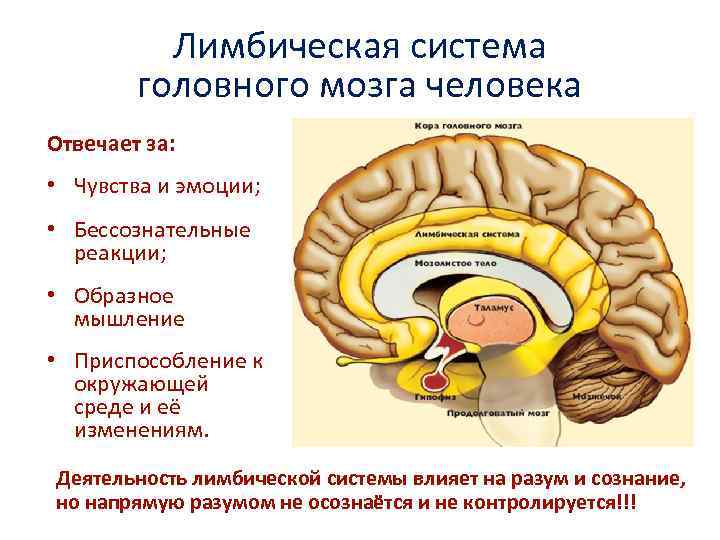 Лимбическая система головного мозга человека Отвечает за: • Чувства и эмоции; • Бессознательные реакции;