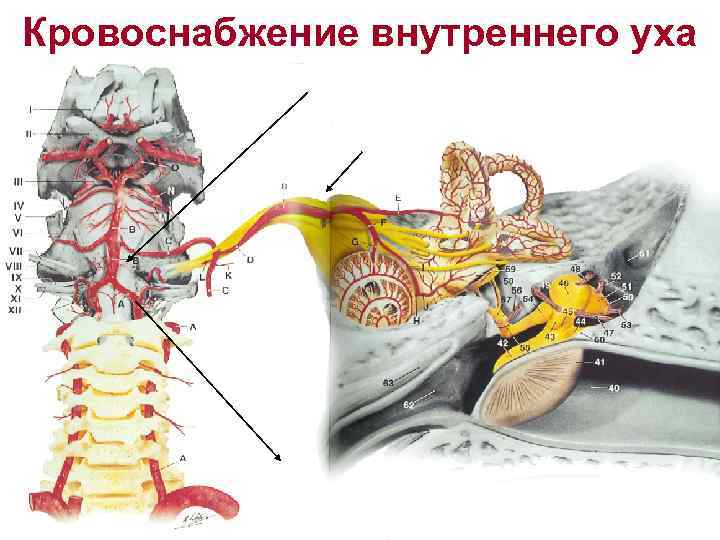 Внутреннее ухо кровообращение. Кровоснабжение внутреннего уха анатомия. Кровоснабжение Лабиринта внутреннего уха. Кровоснабжение и иннервация внутреннего уха. Кровоснабжение слухового нерва.