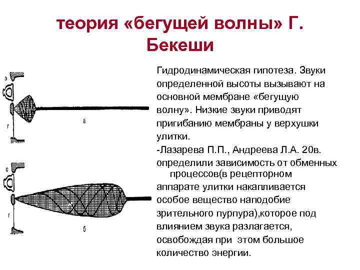 теория «бегущей волны» Г. Бекеши Гидродинамическая гипотеза. Звуки определенной высоты вызывают на основной мембране