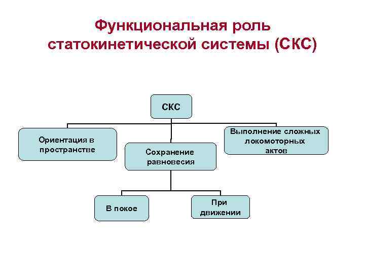 Строение статокинетического отдела уха статокинетический анализатор равновесия презентация