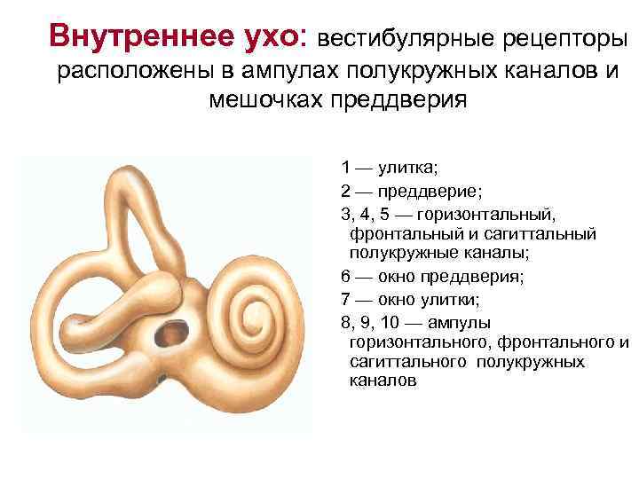 Среднее и внутреннее ухо функции
