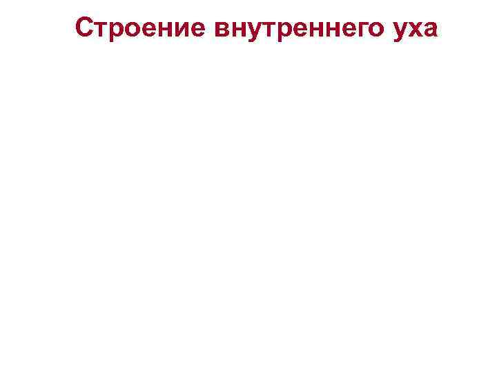 Строение внутреннего уха 
