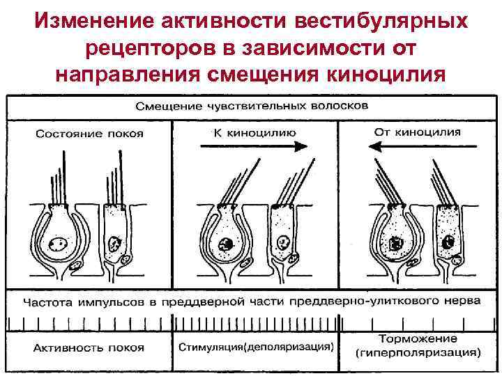 Изменение активности вестибулярных рецепторов в зависимости от направления смещения киноцилия 
