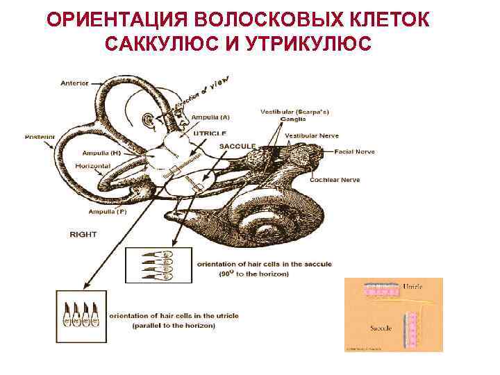 ОРИЕНТАЦИЯ ВОЛОСКОВЫХ КЛЕТОК САККУЛЮС И УТРИКУЛЮС 