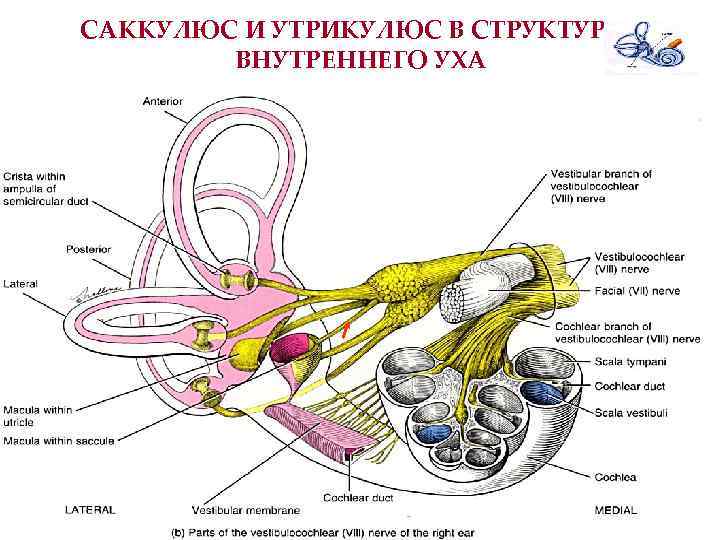 САККУЛЮС И УТРИКУЛЮС В СТРУКТУРАХ ВНУТРЕННЕГО УХА 