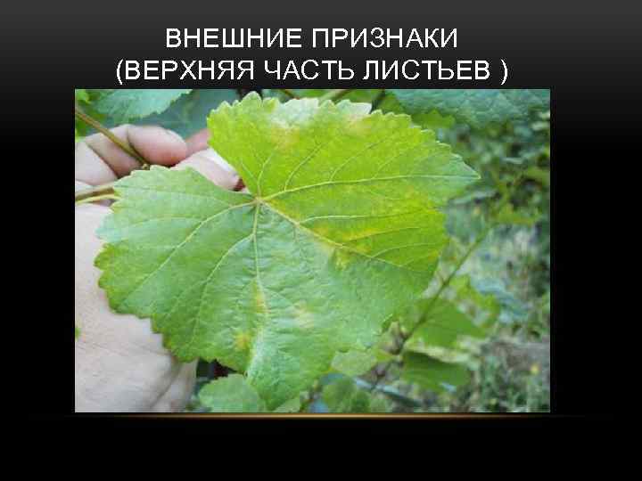 ВНЕШНИЕ ПРИЗНАКИ (ВЕРХНЯЯ ЧАСТЬ ЛИСТЬЕВ ) 