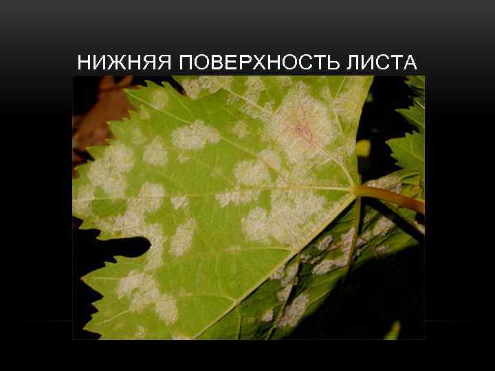 НИЖНЯЯ ПОВЕРХНОСТЬ ЛИСТА 