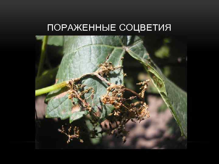 ПОРАЖЕННЫЕ СОЦВЕТИЯ 