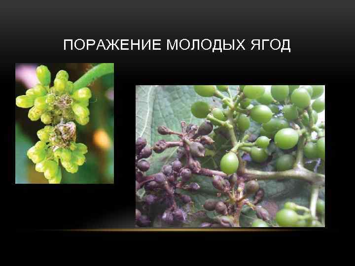 ПОРАЖЕНИЕ МОЛОДЫХ ЯГОД 