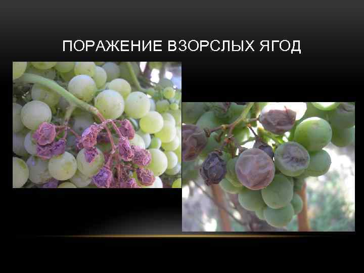 ПОРАЖЕНИЕ ВЗОРСЛЫХ ЯГОД 