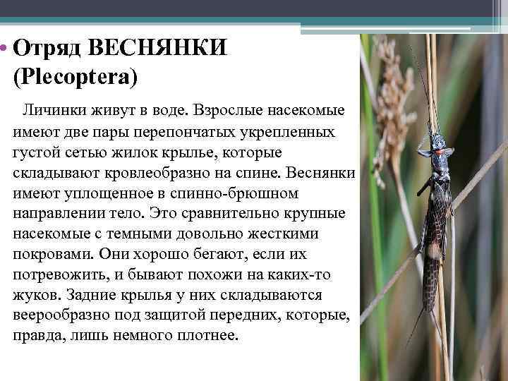  • Отряд ВЕСНЯНКИ (Plecoptera) Личинки живут в воде. Взрослые насекомые имеют две пары